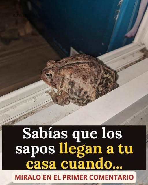 ¿Qué significa cuando un sapo llega a tu casa? La explicación que muchos desconocen