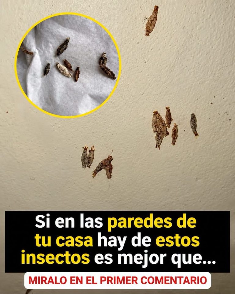 Esas pequeñas “bolsitas” que aparecen en casa pueden esconder algo que muchas personas no esperan