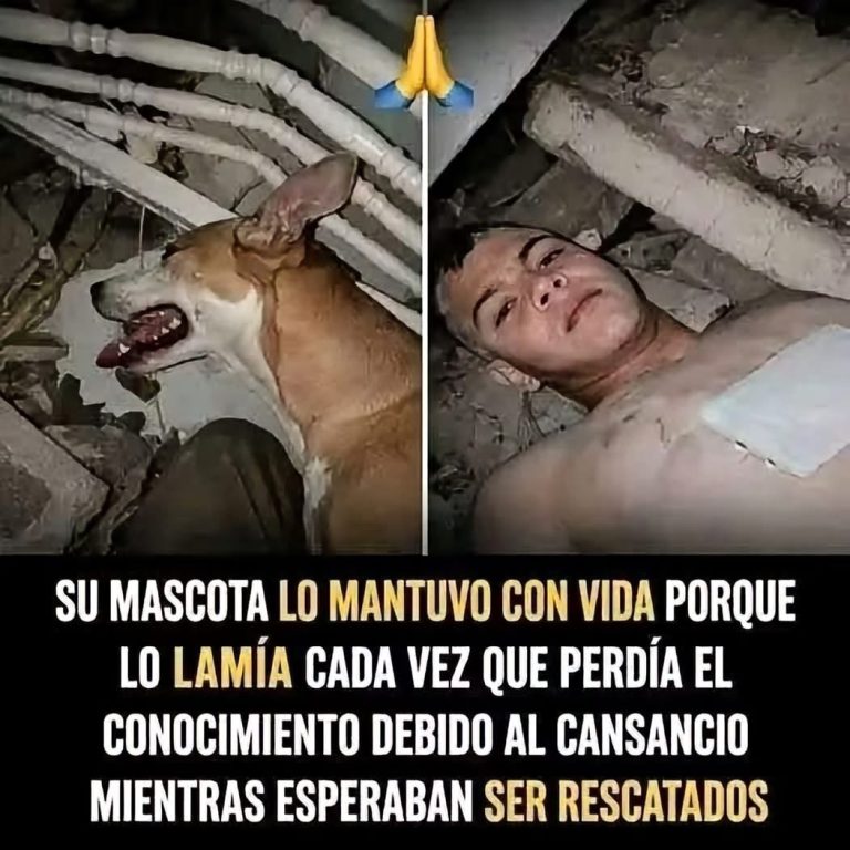 Una mascota permaneció junto a su dueño durante una situación difícil: lo que realmente podemos aprender de estas historias
