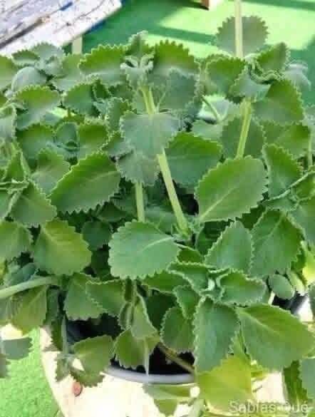 La bebida aromática que todos preparaban más fuerte hasta que Elena descubrió por qué no era necesario